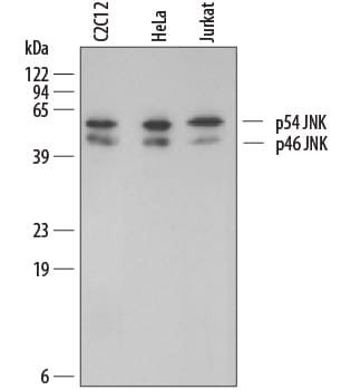 Detection of Human and Mouse JNK2 antibody by Western Blot.