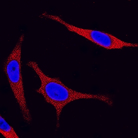 JNK2 antibody in HeLa Human Cell Line by Immunocytochemistry (ICC).