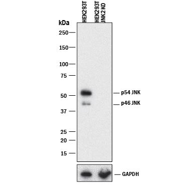 Western Blot Shows Human JNK2 Antibody Specificity by Using Knockout Cell Line.