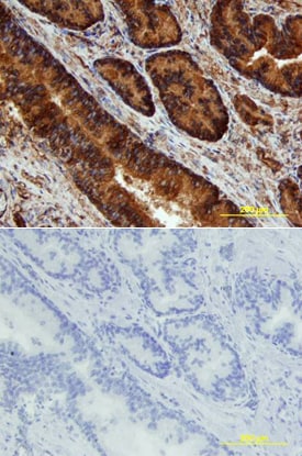 JNK antibody in Human Prostate by Immunohistochemistry (IHC-P).