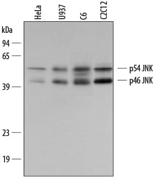 Detection of Human/Mouse/Rat JNK antibody by Western Blot.