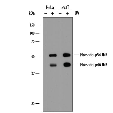 Detection of Human and Mouse Phospho-JNK (T183/Y185) antibody by Western Blot.