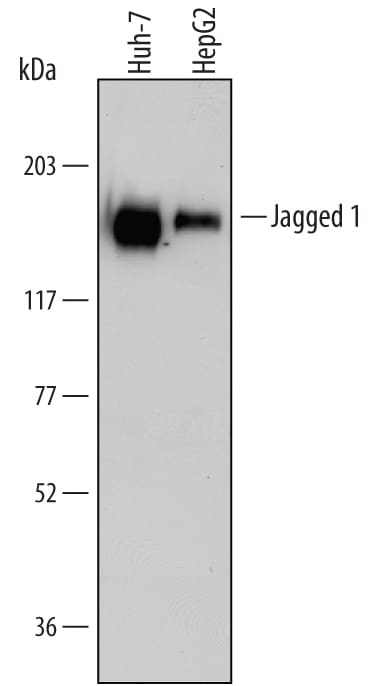 Detection of Human Jagged 1 antibody by Western Blot.