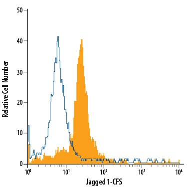 Detection of Jagged 1 antibody in Rat Cortical Stem Cells antibody by Flow Cytometry.