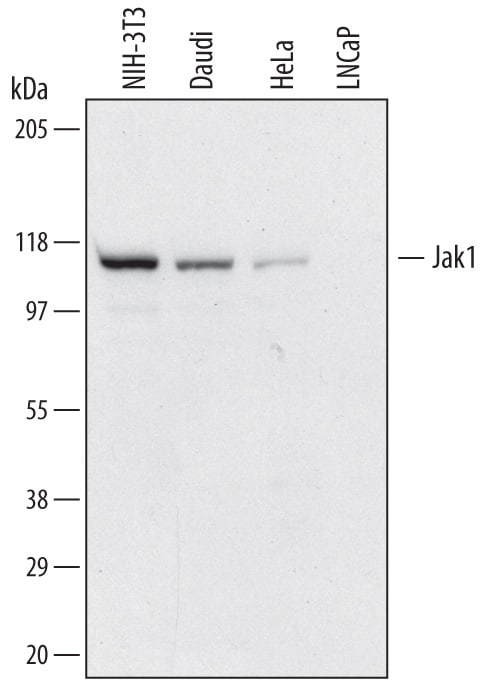 Detection of Human and Mouse Jak1 antibody by Western Blot.