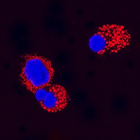 KGF/FGF-7 antibody in Canine PBMCs by Immunocytochemistry (ICC).