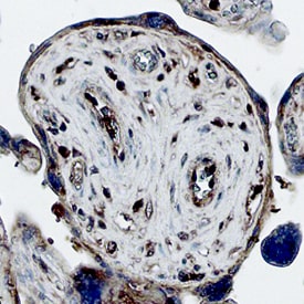 KGF/FGF-7 antibody in Canine Placenta by Immunohistochemistry (IHC-P).