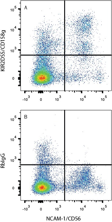 Detection of KIR2DS5/CD158g antibody in Human PBMCs antibody by Flow Cytometry.