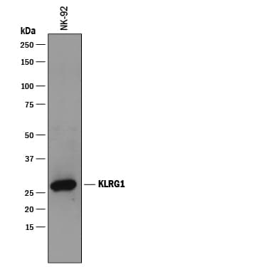 Detection of Human KLRG1 antibody by Western Blot.
