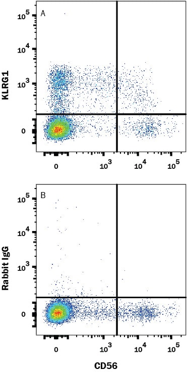 Detection of KLRG1 antibody in Human Peripheral Blood antibody by Flow Cytometry.
