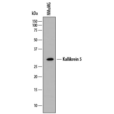 Detection of Mouse Kallikrein 5 antibody by Western Blot.