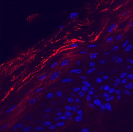 Kallikrein 7 antibody in Mouse Skin by Immunohistochemistry (IHC-Fr).