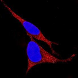 Kallikrein 8/Neuropsin antibody in SH-SY5Y Human Cell Line by Immunocytochemistry (ICC).