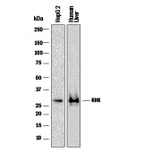 Detection of Human Ketohexokinase antibody by Western Blot.