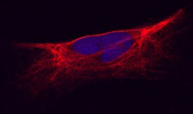 Kir2 by Immunocytochemistry (ICC).1 antibody in Human Cardiomyocytes by Immunocytochemistry (ICC).