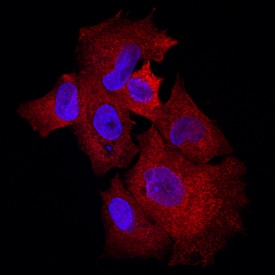Klotho  beta  antibody in HepG2 Human Cell Line by Immunocytochemistry (ICC).