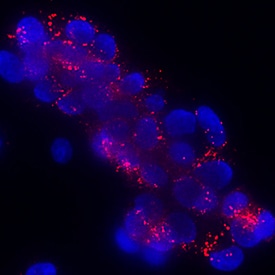Klotho  beta  antibody in HepG2 Human Cell Line by Immunocytochemistry (ICC).