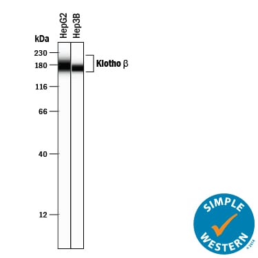 Detection of Human Klotho  beta  antibody by Simple WesternTM.