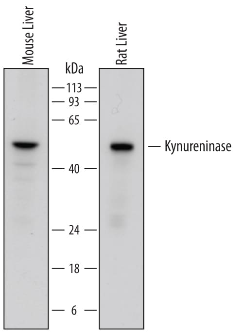 Detection of Mouse and Rat Kynureninase antibody by Western Blot.