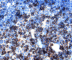 L‑Selectin/CD62L antibody in Rat Thymus by Immunohistochemistry (IHC-Fr).