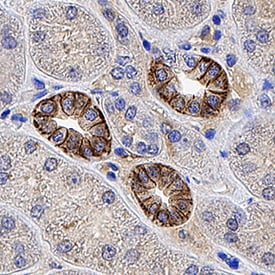 L1CAM antibody in Human Kidney Tissue by Immunohistochemistry (IHC-P).