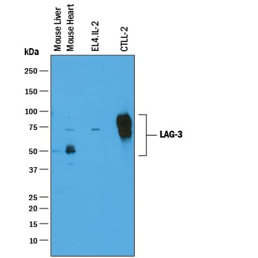 Detection of Mouse LAG‑3 antibody by Western Blot.