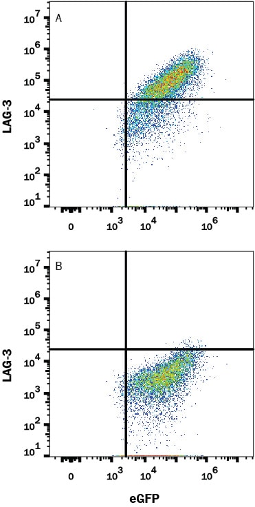 Detection of LAG-3 antibody in HEK293 Human Cell Line Transfected with Human LAG-3 and eGFP antibody by Flow Cytometry.