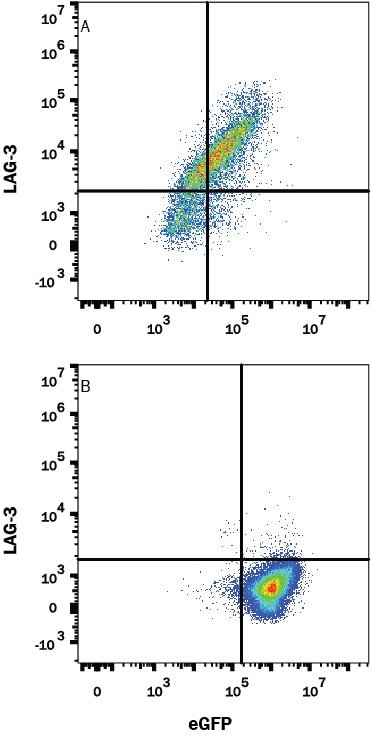 Detection of LAG-3 antibody in HEK293 Human Cell Line Transfected with Human LAG-3 and eGFP antibody by Flow Cytometry.