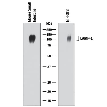 Detection of Mouse LAMP-1/CD107a antibody by Western Blot.