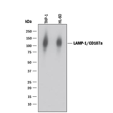 Detection of Human LAMP-1/CD107a antibody by Western Blot.