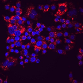 LAMP1/CD107a antibody in RAW 264 by Immunocytochemistry (ICC).7 Mouse Cell Line by Immunocytochemistry (ICC).