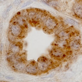LAMP1/CD107a antibody in Human Kidney by Immunohistochemistry (IHC-P).