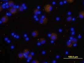TGF-beta 1 antibody in Human PBMCs by Immunocytochemistry (ICC).
