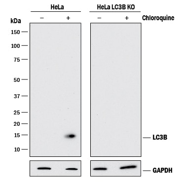 Western Blot Show Human LC3B Antibody Specificity Using Knockout Cell Line.