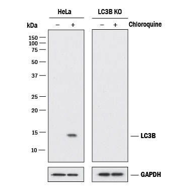 Western Blot Show Human LC3B Specificity Using Knockout Cell Line.