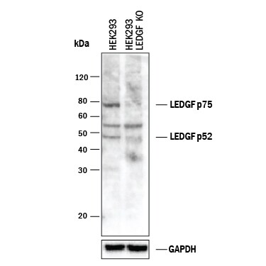 Western Blot Shows Human LEDGF Antibody Specificity by Using Knockout Cell Line.