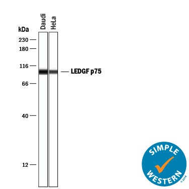 Detection of Human LEDGF antibody by Simple WesternTM.