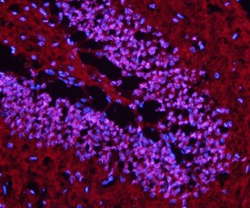 LHX5 antibody in Mouse Brain by Immunohistochemistry (IHC-Fr).