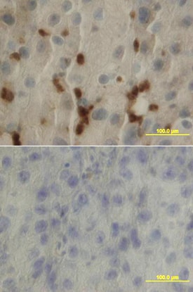 LIF antibody in Human Lung by Immunohistochemistry (IHC-P).