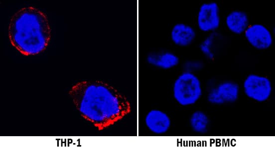 LILRA1/CD85i/LIR-6 antibody in THP-1 Human Cell Line and PBMCs by Immunocytochemistry (ICC).