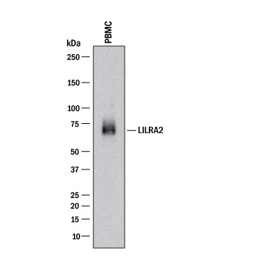 Detection of Human LILRA2/CD85h/ILT1 antibody by Western Blot.