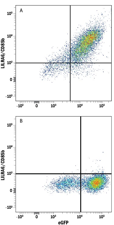Detection of LILRA6/CD85b antibody in HEK293 Human Cell Line Transfected with Human LILRA6/CD85b and eGFP antibody by Flow Cytometry.