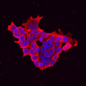 LIN-28A antibody in D3 Mouse Stem Cells by Immunocytochemistry (ICC).