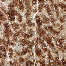 LIN-28B antibody in Human Liver by Immunohistochemistry (IHC-P).
