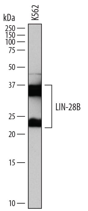 Detection of Human LIN-28B antibody by Western Blot.