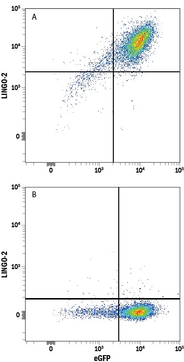 Detection of LINGO-2 antibody in HEK293 Human Cell Line Transfected with Human LINGO-2 and eGFP antibody by Flow Cytometry.