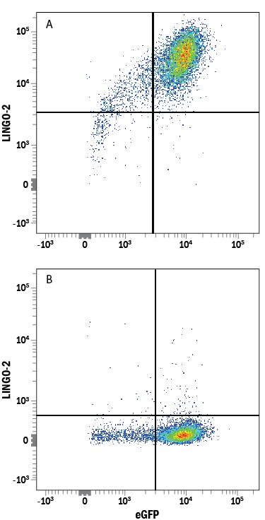 Detection of LINGO‑2 antibody in HEK293 Human Cell Line Transfected with Human LINGO-2 and eGFP antibody by Flow Cytometry.
