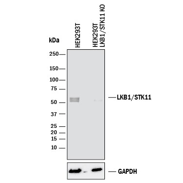 Western Blot Shows Human LKB1/STK11 Antibody Specificity by Using Knockout Cell Line.