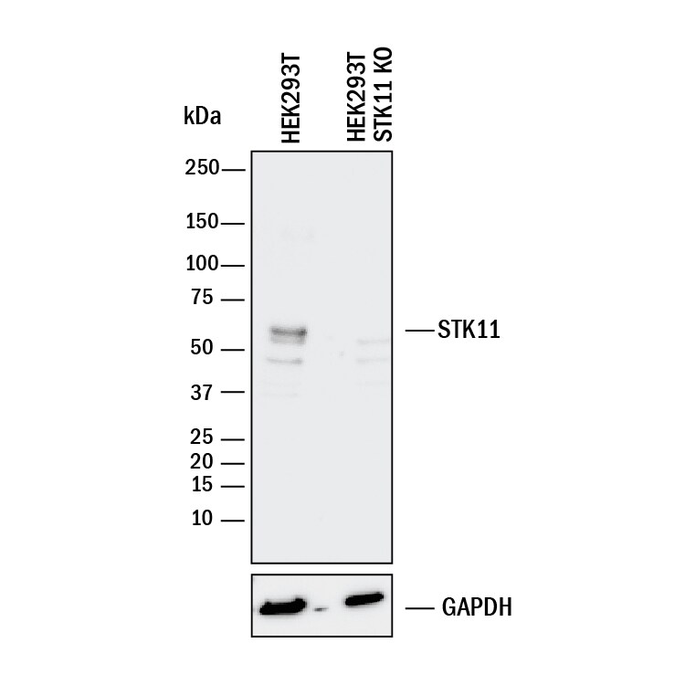Western Blot Shows Human LKB1/STK11 Antibody Specificity by Using Knockout Cell Line.