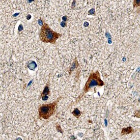 LRG1 antibody in Human Brain by Immunohistochemistry (IHC-P).
